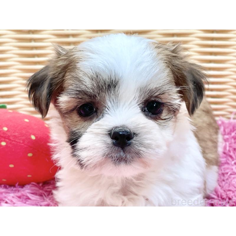 販売中の秋田県のマルシーズー:マルチーズ×シーズー-447725の3枚目