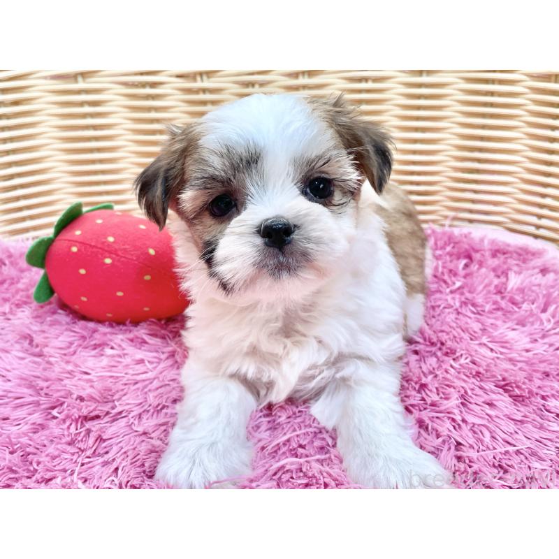 販売中の秋田県のマルシーズー:マルチーズ×シーズー-447725の2枚目