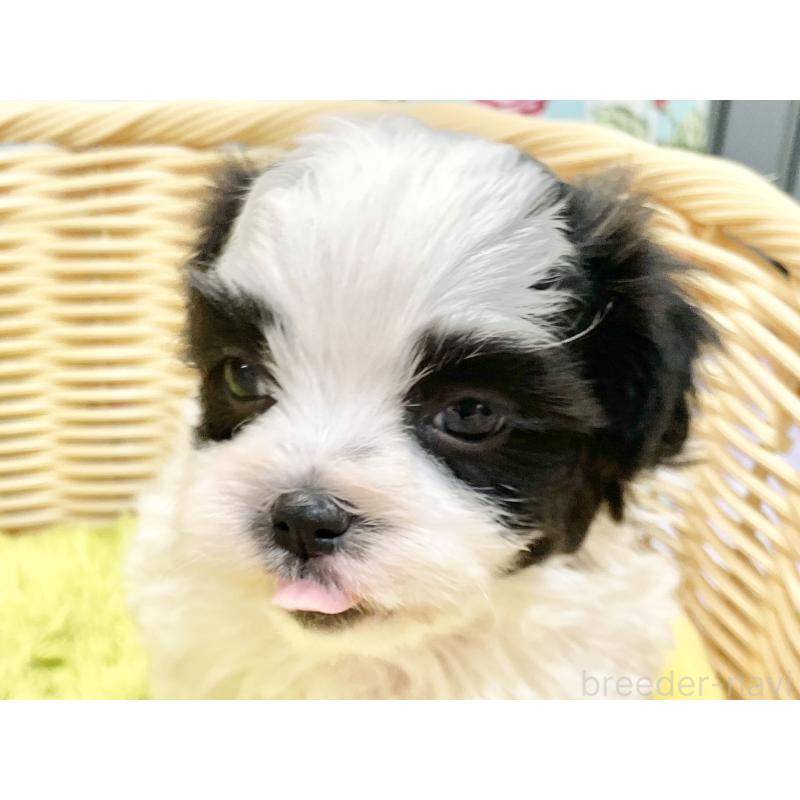 販売中の秋田県のマルシーズー:マルチーズ×シーズー-447724の21枚目