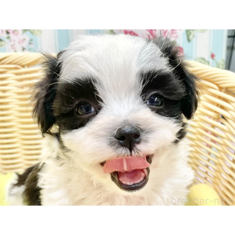 販売中の秋田県のマルシーズー:マルチーズ×シーズー-447724