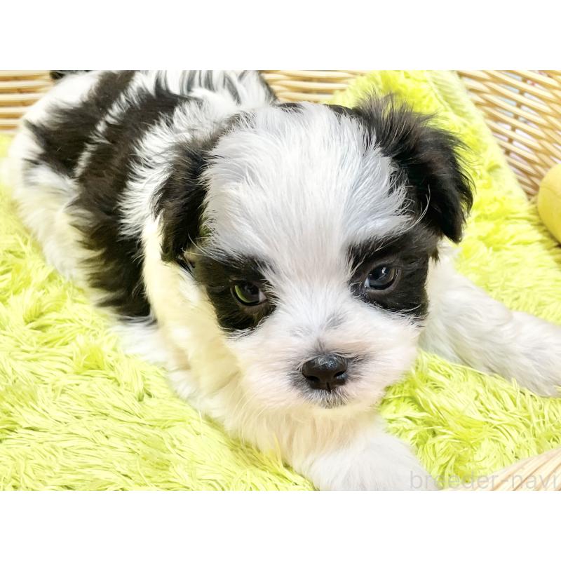 販売中の秋田県のマルシーズー:マルチーズ×シーズー-447724の19枚目