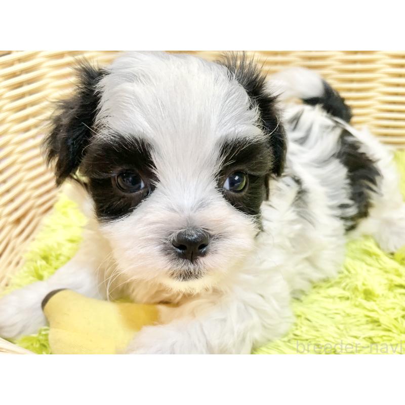 販売中の秋田県のマルシーズー:マルチーズ×シーズー-447724の17枚目