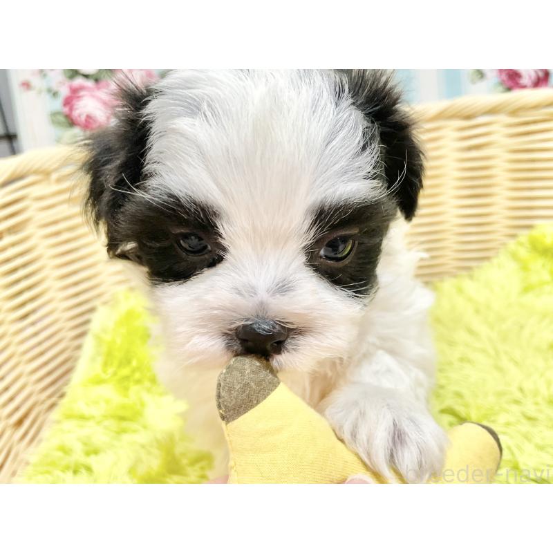 販売中の秋田県のマルシーズー:マルチーズ×シーズー-447724の15枚目