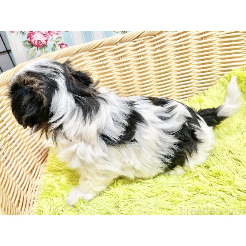 販売中の秋田県のマルシーズー:マルチーズ×シーズー-447724の14枚目