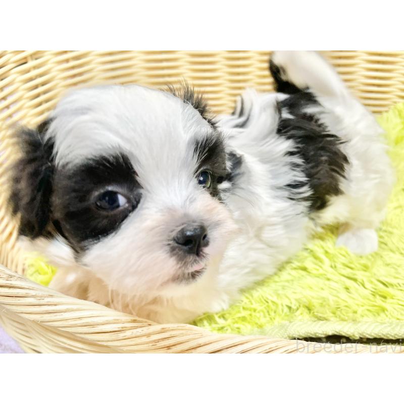 販売中の秋田県のマルシーズー:マルチーズ×シーズー-447724の13枚目