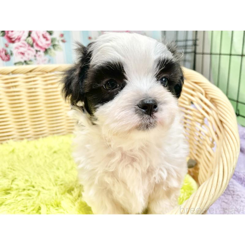 販売中の秋田県のマルシーズー:マルチーズ×シーズー-447724の12枚目