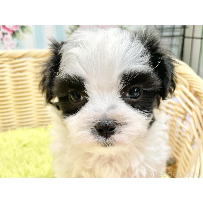 販売中の秋田県のマルシーズー:マルチーズ×シーズー-447724の11枚目