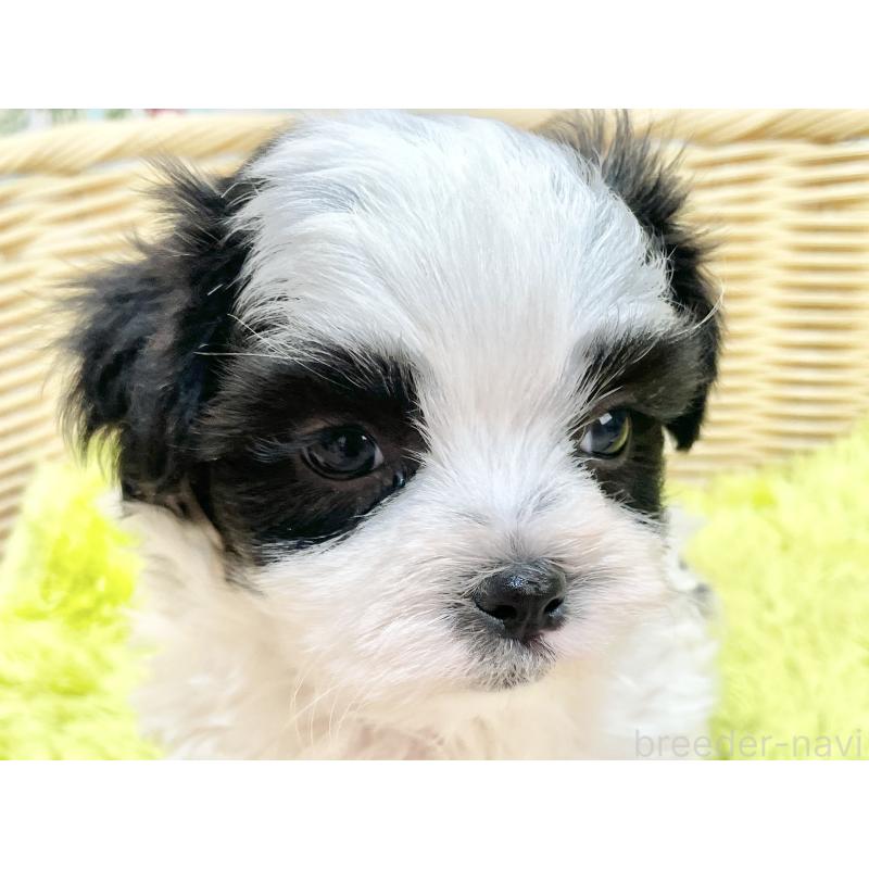 販売中の秋田県のマルシーズー:マルチーズ×シーズー-447724の9枚目