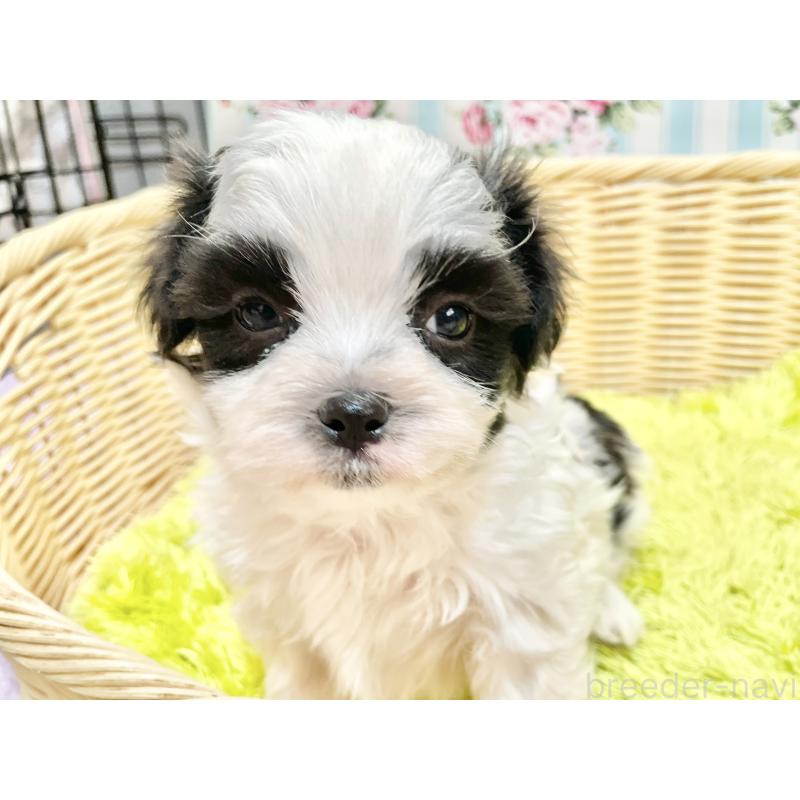販売中の秋田県のマルシーズー:マルチーズ×シーズー-447724の8枚目