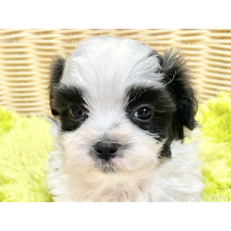 販売中の秋田県のマルシーズー:マルチーズ×シーズー-447724の7枚目