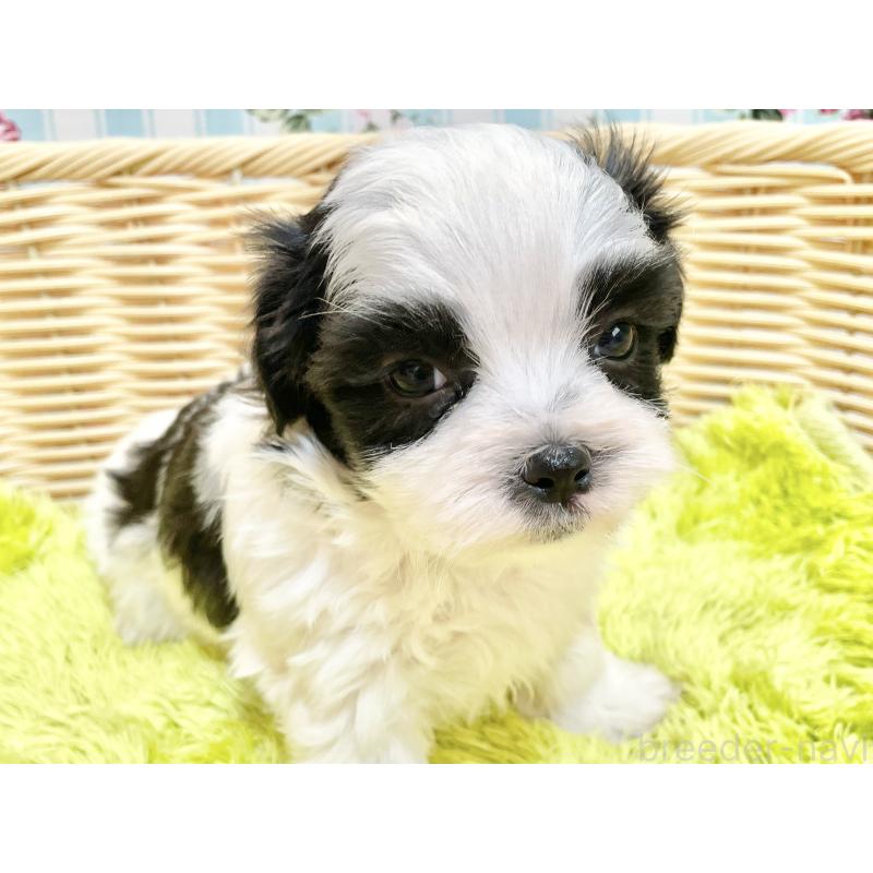 販売中の秋田県のマルシーズー:マルチーズ×シーズー-447724の6枚目