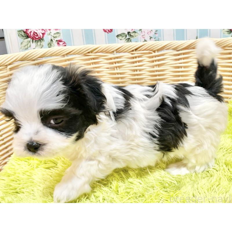 販売中の秋田県のマルシーズー:マルチーズ×シーズー-447724の5枚目