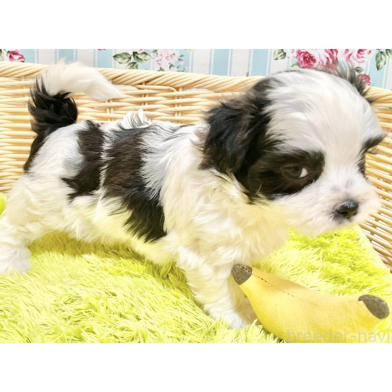 販売中の秋田県のマルシーズー:マルチーズ×シーズー-447724の4枚目