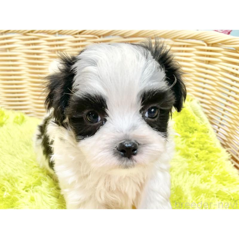 販売中の秋田県のマルシーズー:マルチーズ×シーズー-447724の3枚目