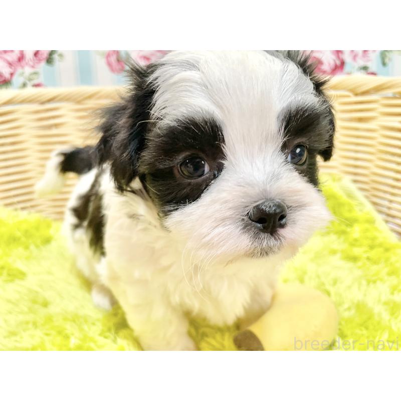 販売中の秋田県のマルシーズー:マルチーズ×シーズー-447724の2枚目