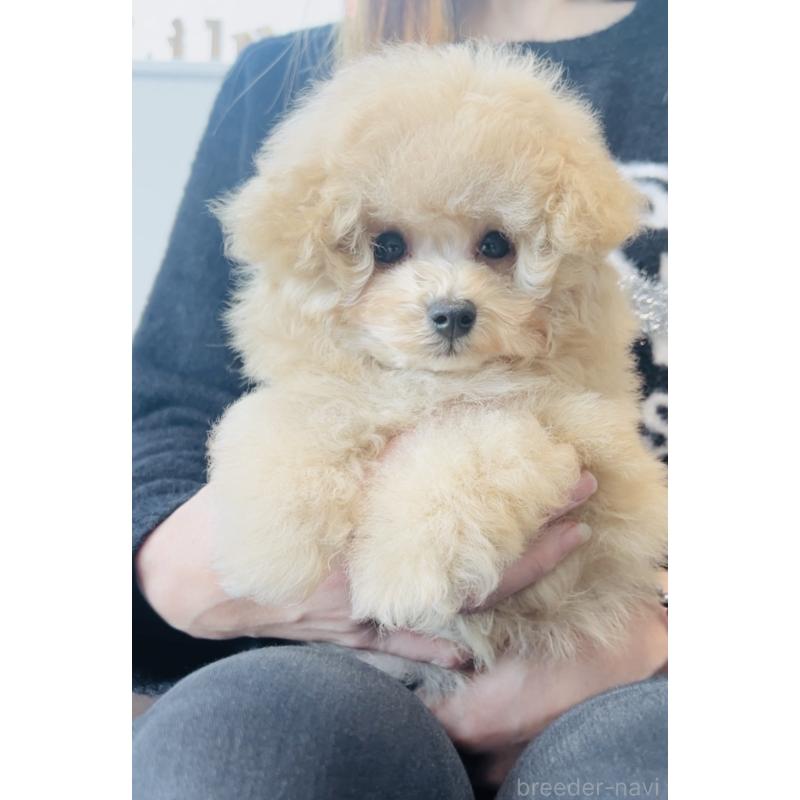 販売中の福岡県のタイニープードル-439986の6枚目