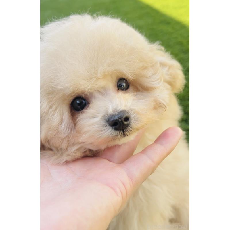 販売中の福岡県のタイニープードル-439986の5枚目