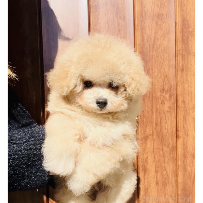 販売中の福岡県のタイニープードル-439986の4枚目