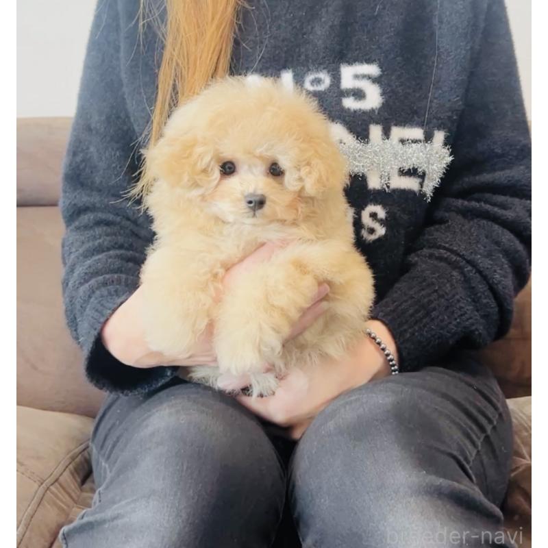 販売中の福岡県のタイニープードル-439986の3枚目
