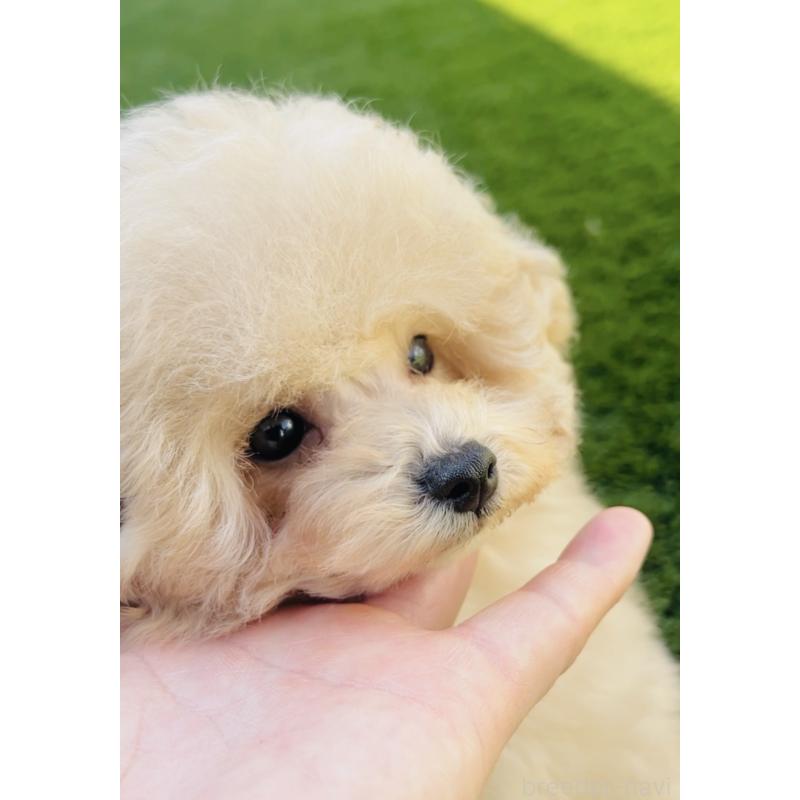 販売中の福岡県のタイニープードル-439986の2枚目