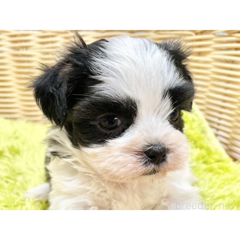 販売中の秋田県のマルシーズー:マルチーズ×シーズー-447722の11枚目