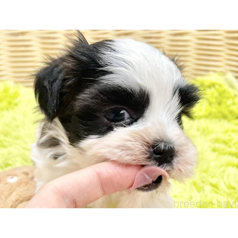 販売中の秋田県のマルシーズー:マルチーズ×シーズー-447722の10枚目