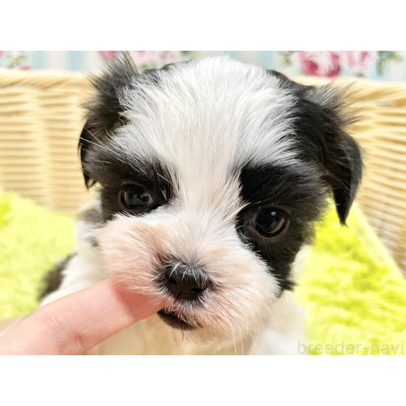 販売中の秋田県のマルシーズー:マルチーズ×シーズー-447722の9枚目