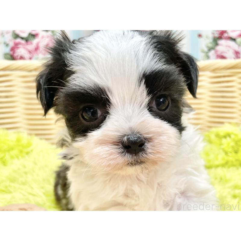 販売中の秋田県のマルシーズー:マルチーズ×シーズー-447722