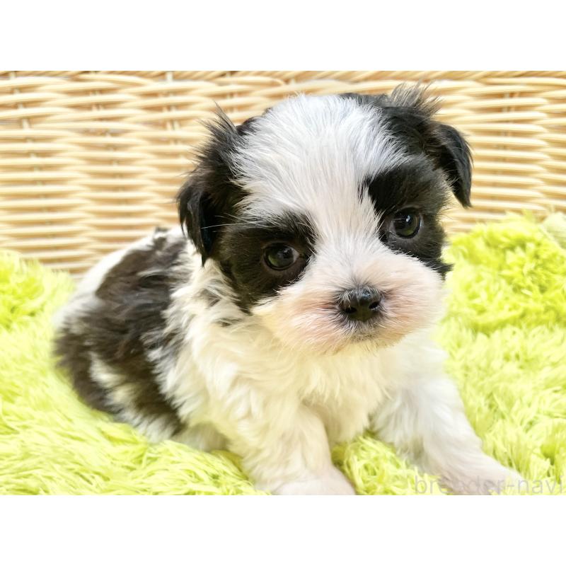 販売中の秋田県のマルシーズー:マルチーズ×シーズー-447722の8枚目