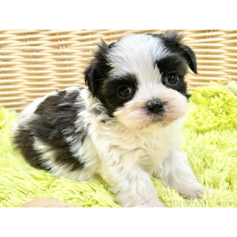 販売中の秋田県のマルシーズー:マルチーズ×シーズー-447722の7枚目