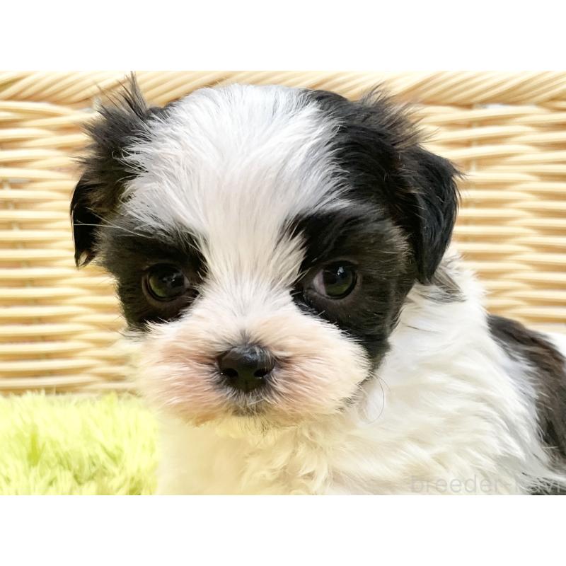 販売中の秋田県のマルシーズー:マルチーズ×シーズー-447722の6枚目