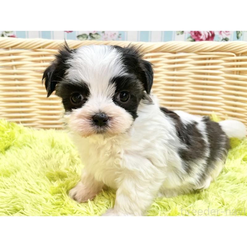 販売中の秋田県のマルシーズー:マルチーズ×シーズー-447722の5枚目