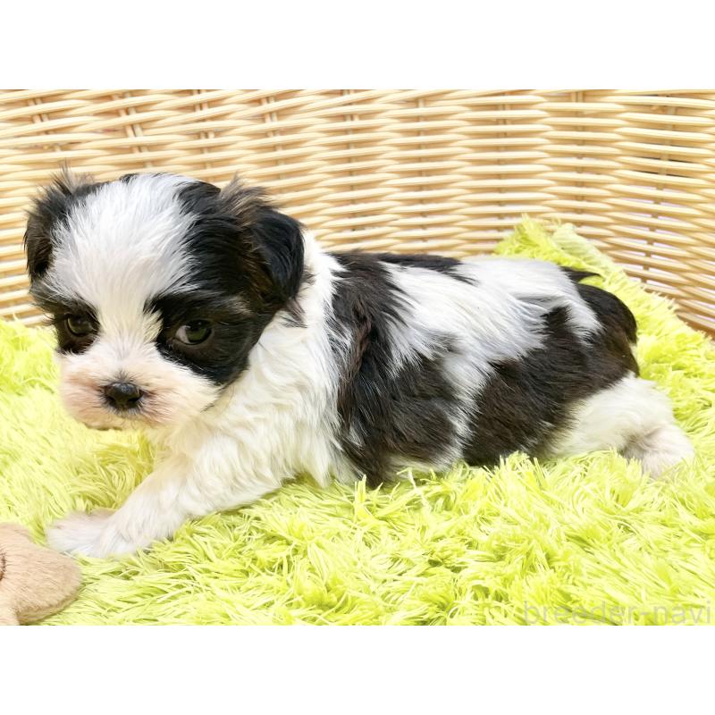 販売中の秋田県のマルシーズー:マルチーズ×シーズー-447722の4枚目