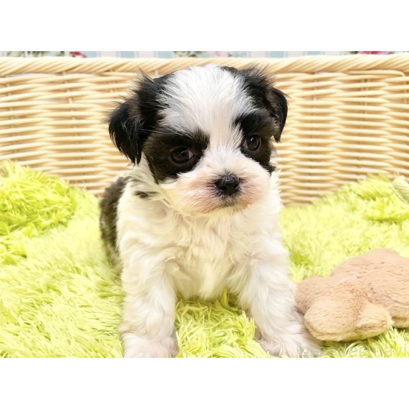 販売中の秋田県のマルシーズー:マルチーズ×シーズー-447722の2枚目