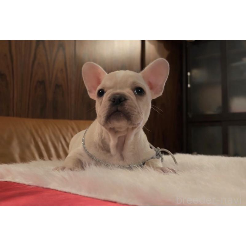 販売中の埼玉県のフレンチブルドッグ-447696の2枚目