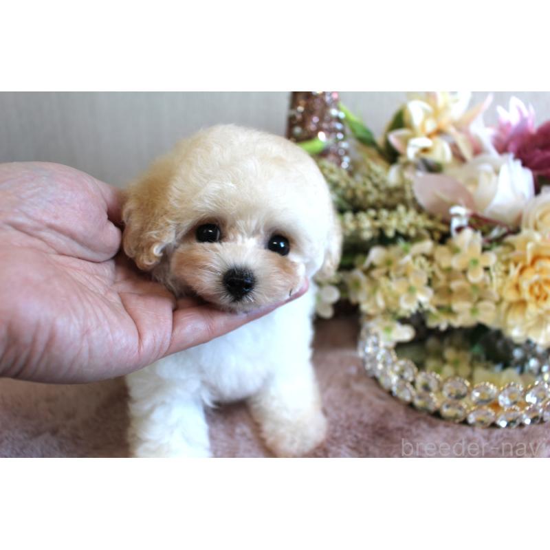 販売中の茨城県のティーカッププードル-447698の6枚目