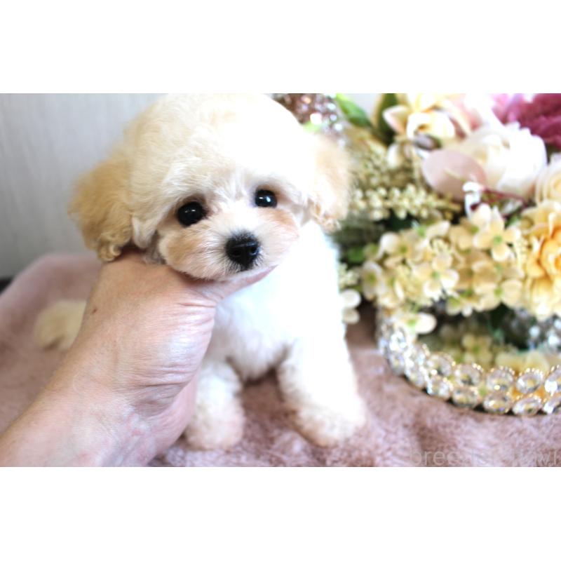 販売中の茨城県のティーカッププードル-447698の4枚目