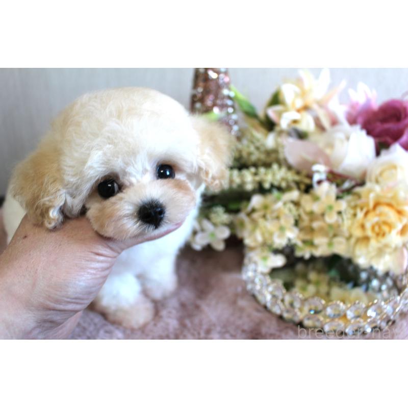 販売中の茨城県のティーカッププードル-447698の3枚目