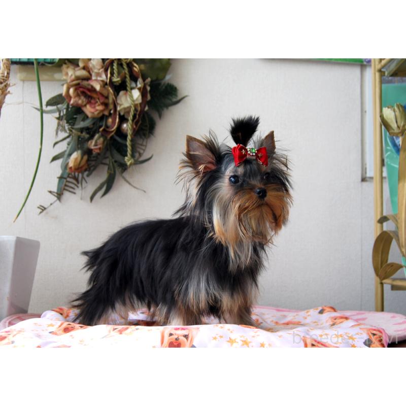 販売中の兵庫県のヨークシャーテリア-447700の7枚目