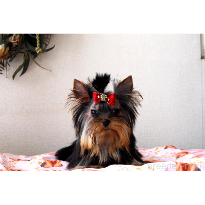 販売中の兵庫県のヨークシャーテリア-447700の6枚目