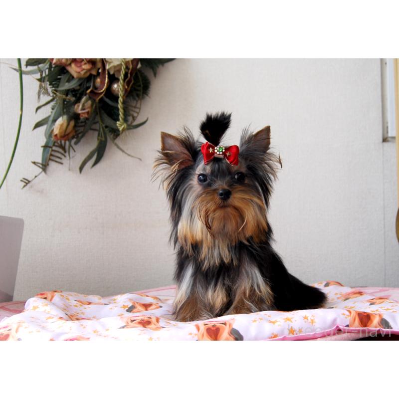 販売中の兵庫県のヨークシャーテリア-447700の5枚目