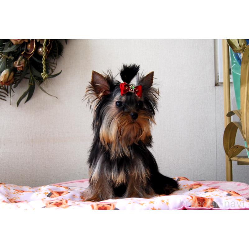 販売中の兵庫県のヨークシャーテリア-447700の4枚目