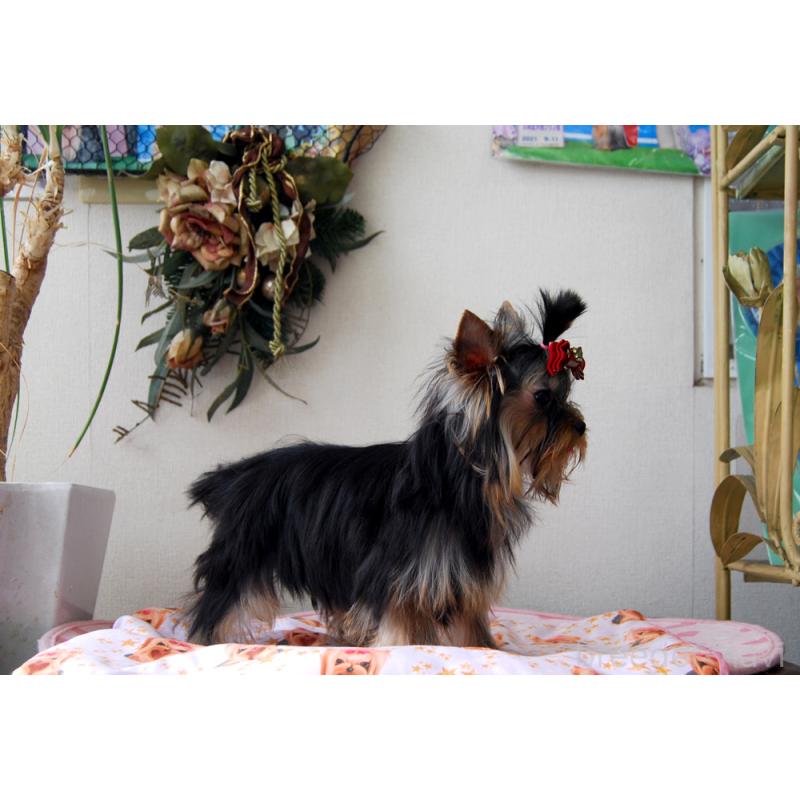 販売中の兵庫県のヨークシャーテリア-447700の3枚目