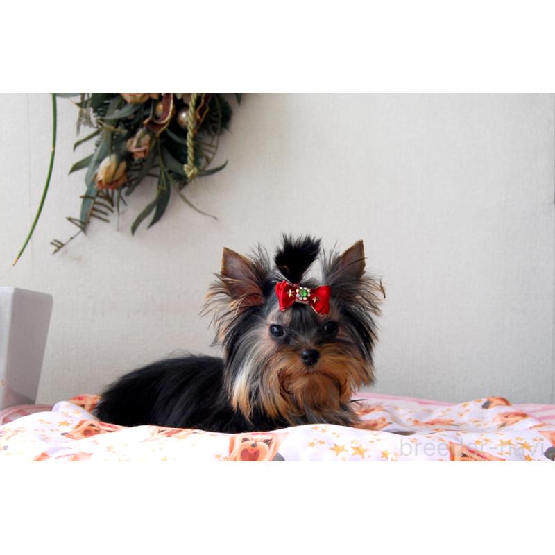 販売中の兵庫県のヨークシャーテリア-447700の2枚目