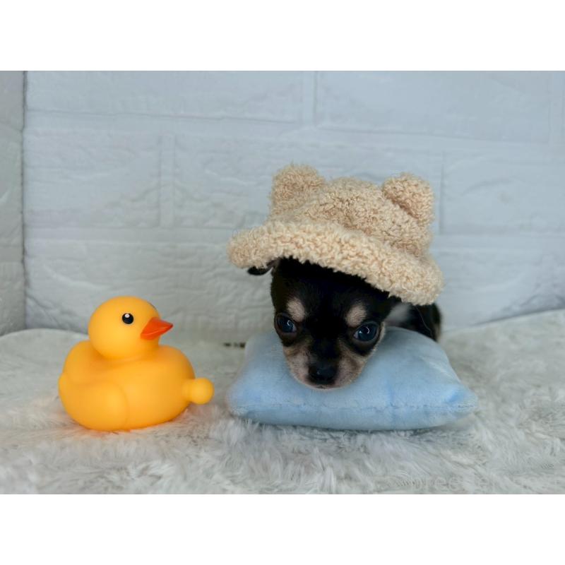 販売中の茨城県のチワワ(スムースコート)-447699の14枚目