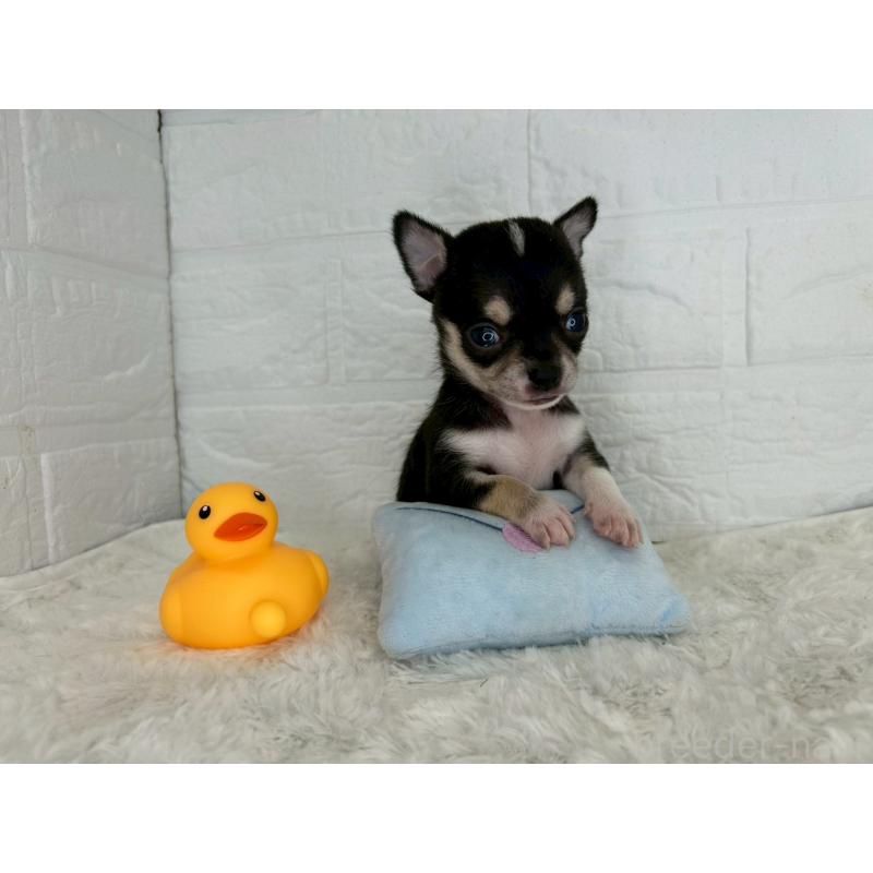 販売中の茨城県のチワワ(スムースコート)-447699の11枚目