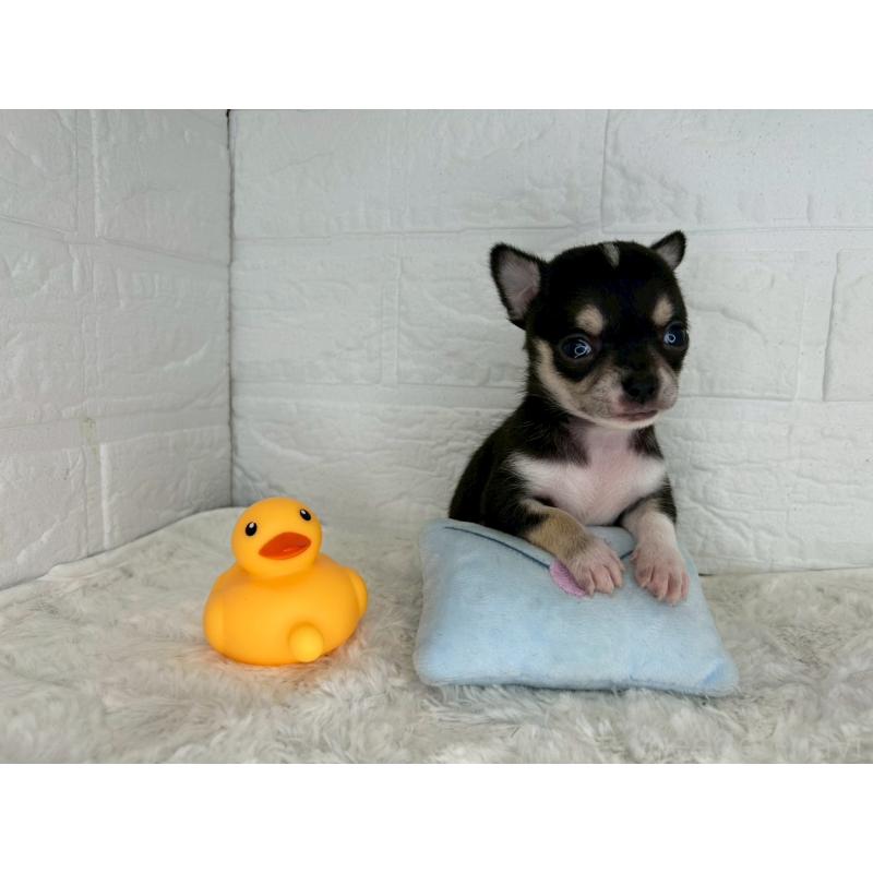 販売中の茨城県のチワワ(スムースコート)-447699の10枚目