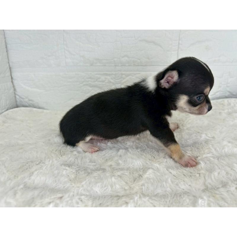 販売中の茨城県のチワワ(スムースコート)-447699の8枚目