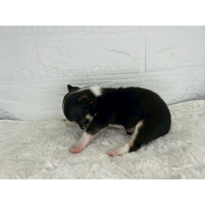 販売中の茨城県のチワワ(スムースコート)-447699の6枚目