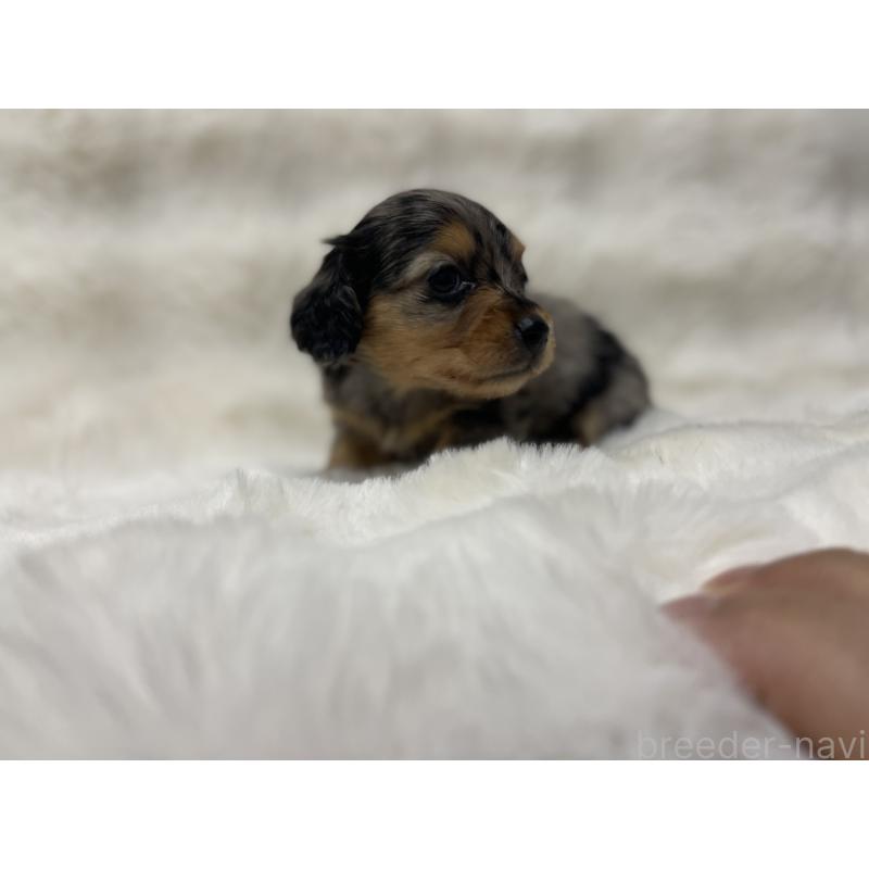 販売中の愛知県のミニチュアダックスフンド(ロングヘアード)-447701の3枚目